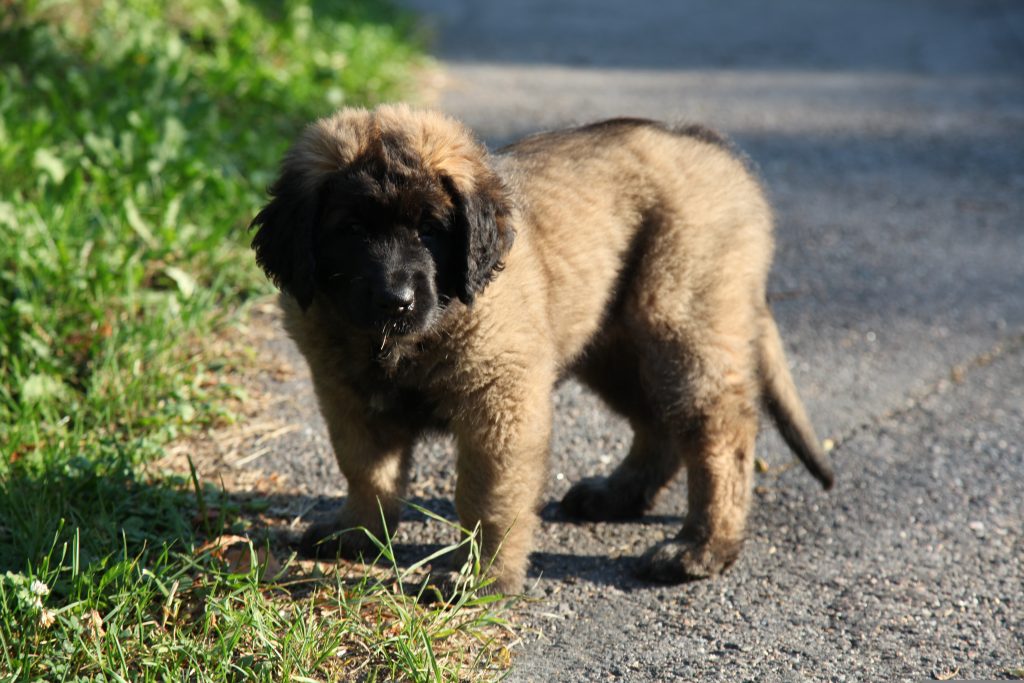 Le Leonberg