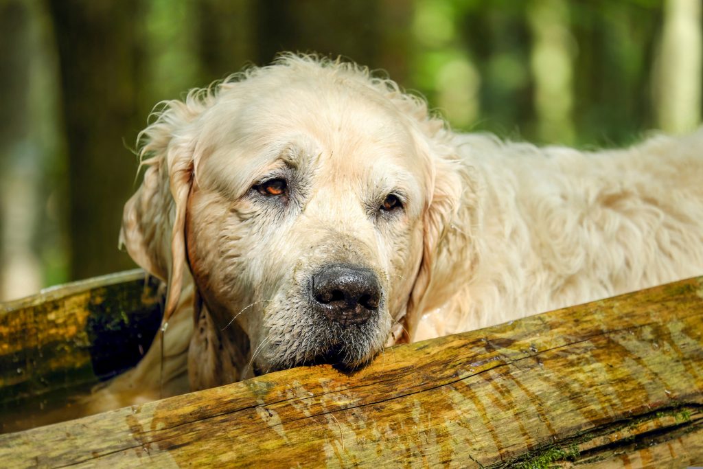 Panier Golden Retriever