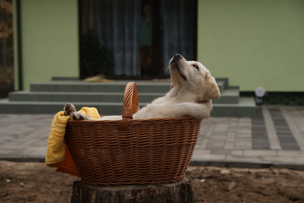 Panier pour Labrador