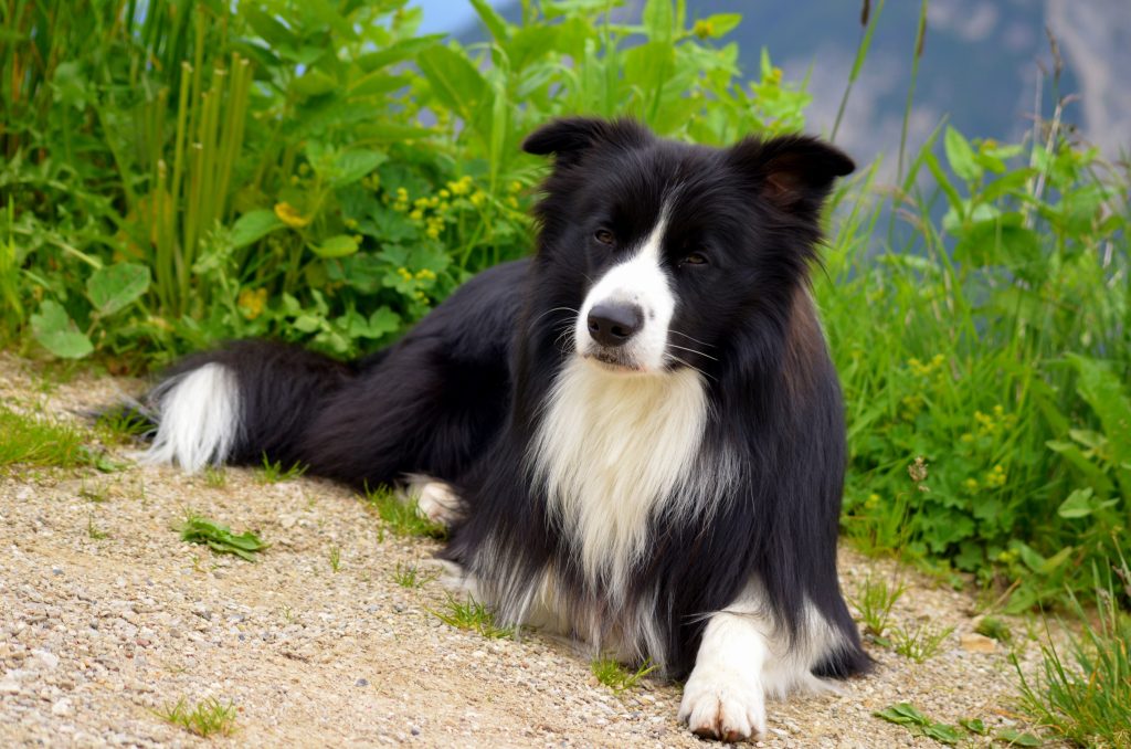 Taille panier border collie