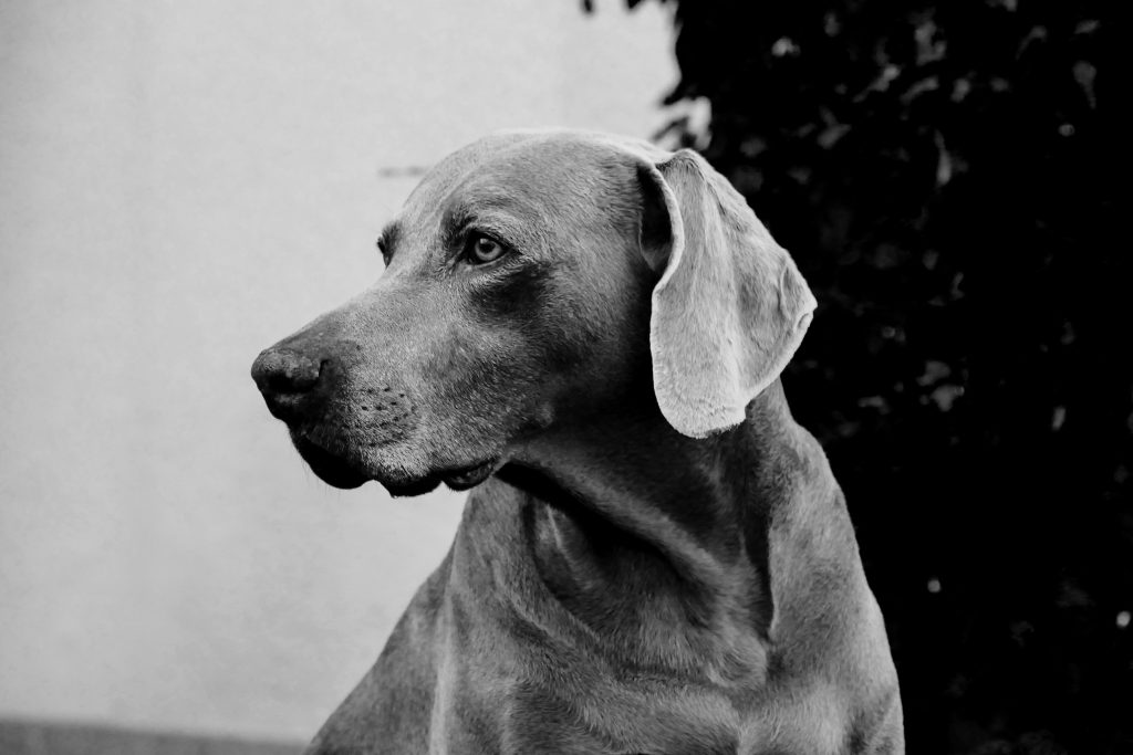 Où trouver son Braque de Weimar ?